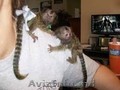 Femeie de maimuță marmoset de vânzare