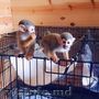 maimuțe masculi și femele de două luni pentru adopție/vânzare
